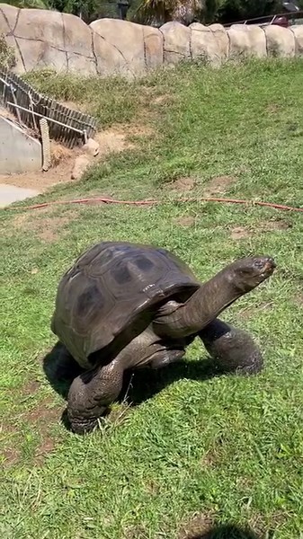 69K views · 8K reactions | Did you know the Zoo's oldest living resident is O.J., the Aldabra tortoise? He has lived here for 29 years and is over 100 years old! O.J. lives in the Children's Zoo with his buds, Gus and Ralph. When it's hot, he's always up for a refreshing spray with a hose.  : Keeper Molly | Oakland Zoo | Facebook