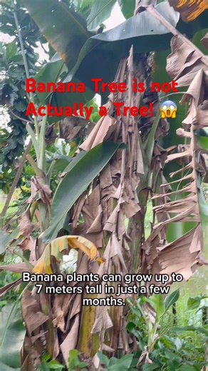 The Banana Tree Isn’t Actually a Tree 🍌
