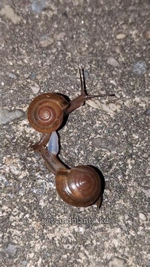 SNAIL MATING / MACROCHLAMYS INDICA// #shorts #petsandplantskd
