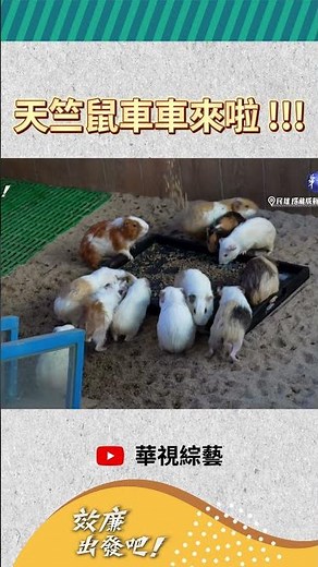 天竺鼠車車來啦｜《效廉出發吧》