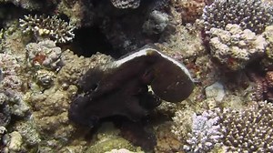 amazing octopus swimming peacefully in the sea 🐙 #octopus #camouflage #redsea #scubadiving | Red Sea Diving