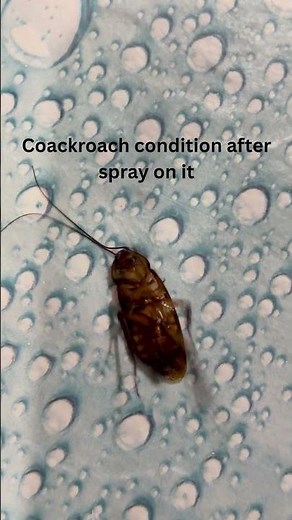 Cockroach Condition After Pest Spray Treatment