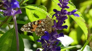 Top plants for Wisconsin butterflies
