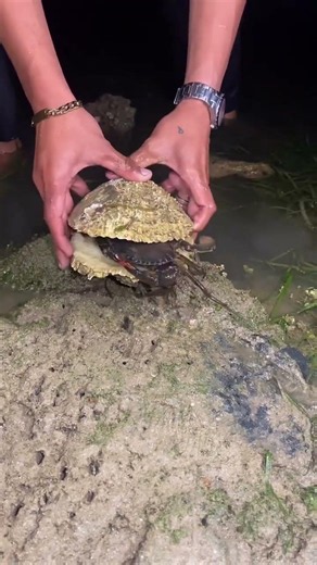 🦀 Amazing Crab Catching in Mud at Night | Giant Crab Found in Mud Hole #shorts