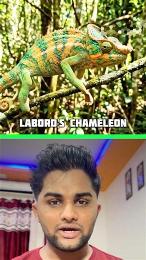 The Chameleon That Lives for Just 4 Months! 😱 #facts #shorts