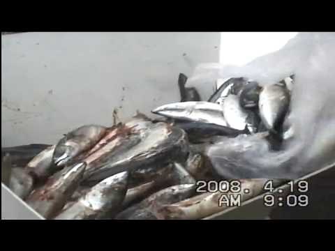 fish meal| how to make fish meal| fish meal factory process|Fish powder|barracuda fish|ag science