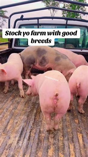 Best Pig Breeds for Your Uganda Farm