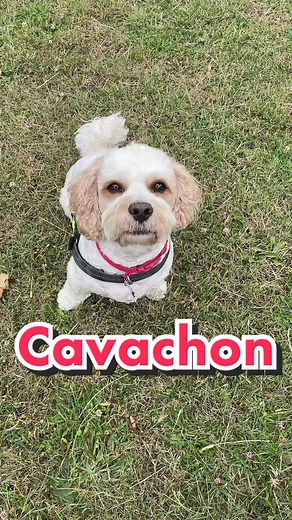 Cavachon: The Adorable Designer Dog Breed