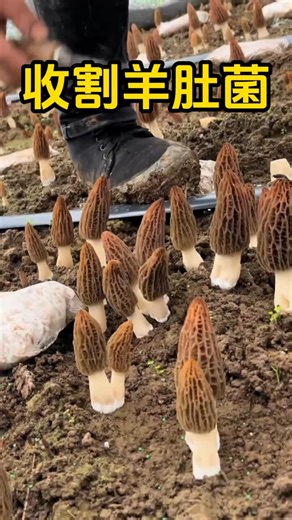 Learn how to harvest morel mushrooms step by step! So this is how you pick the noble mushrooms! #...