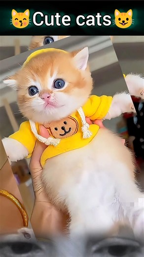 Meet the Fluffiest Baby Cat 😍 #cutecat #viral #kitten