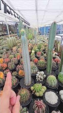 仙人掌二次生长来自于菌虫害或者长期平均光照不稳定 #cactus #succulent
