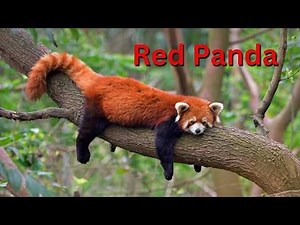 The Life of a Red Panda