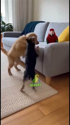 Cut puppies vs parrot #shorts #puppy #cute #parrot #animals