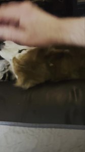 There’s life in the old dog yet 😂😂😂 he’s so funny ❤️❤️‍🩹❤️ | The Dogs Nobody Wants Sanctuary