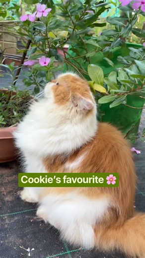 🐾 Cookie's Favourite Plant! 🌸😻 | Cookie Cat Tales #1
