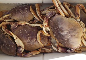 Kayak Crabbing Tutorial - The Lost Anchovy