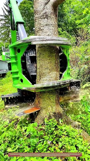 Der Stahlklammer greift ein: Wie ein mechanischer Greifer in Sekunden Bäume erledigt