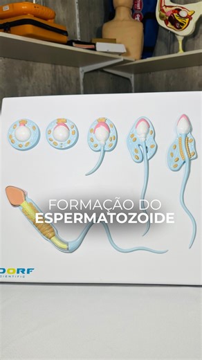 Sdorf Scientific on Instagram: "🧬 SD-5081 | Formação do Espermatozoide Conhecimento que ganha forma! 🔍✨ Explore cada etapa da espermatogênese com este modelo anatômico incrível, ampliado aproximadamente 10.000x, produzido em PVC de alta qualidade e pintado à mão com cores super realistas 🎨🧪 🔬 O modelo apresenta 6 estágios do desenvolvimento celular, desde a célula-tronco até o espermatozoide maduro, permitindo uma visualização clara e didática: ➡️ Espermatogônia (2n) ➡️ Espermatócito primár