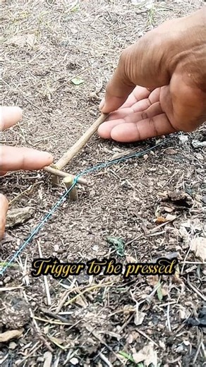 Simple and Effective Bird Trap Using Small Twigs🎋🐦#Asmr #birdtrap #groundtrap #wildernessliving