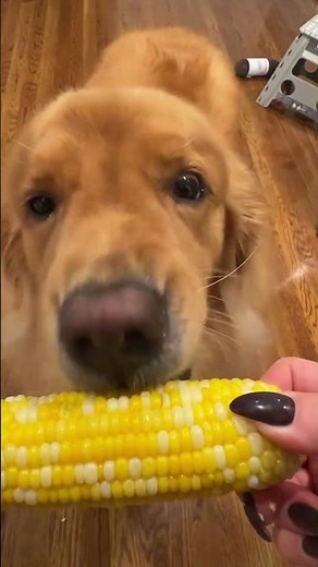 Dog learns to eat corn on the cob! #viralshorts #shorts