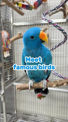 Parrot Event of the Year 2026!