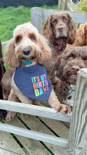Happy 4th Birthday to our leading man, Teddy! Fresh off his starring role as Sandy in Annie, Teddy has swapped the spotlight for playtime with his best pals today! He even brought in home-cooked treats from his mum to share (what a thoughtful birthday boy) 療We love you Teddy!#cockapoo #doodles #birthdayboy #countrypawsdoggydaycare | Country Paws Doggy Day Care | Facebook