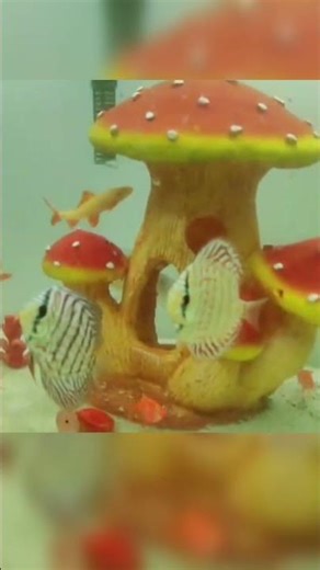 Fish tank | Aquarium #fishpetfun #fishtank #aquarium