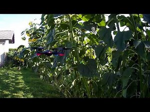 Maginon Aldi quadcopter drone