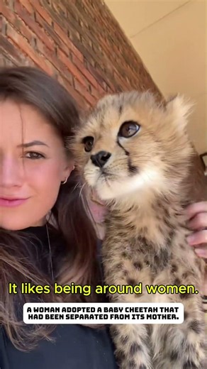 The little cheetah grew up surrounded by human love. #cheetah #rescue #lovestory #animals