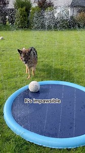 My German Shepherd gets a new pool | Strider The German Shepherd
