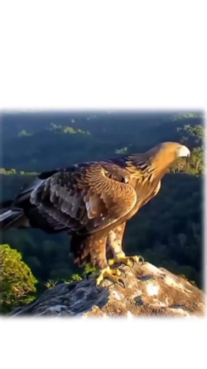 Engaging Facts About Eagles