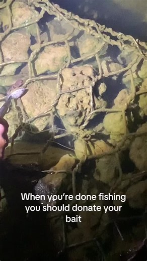 Hand Feeding a Brown Water Snake with Fishing Bait