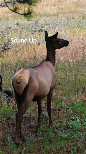 349 reactions · 33 shares | 僚Listen to this adorable elk 歷sound. OMG I could listen all day . #elk #elksounds #wildlife #estespark #rockymountainnationalpark | Colorado Wild Adventures | Facebook