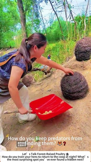 Foraging for Eggs in the Forest – Nature’s Hidden Basket 🥚🌳