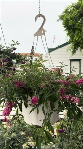 No Space? Grow This Compact Buzz™ Butterfly Bush