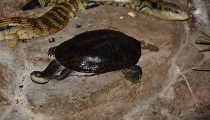 Eastern Snake Necked Turtle Care Guide - All Turtles