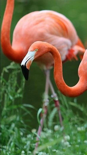 You think you know the American Flamingo? | American Flamingo | S01 045 | Remarkable Birds