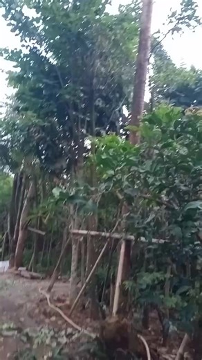 Nostalgia Disco Dangdut 90an: Rindu yang Hilang