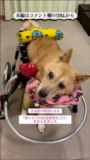 【車イスでの圧迫排尿のコツ（主治医の解説）】#車椅子犬 #寝たきり犬 #老犬介護 #老犬の可愛さ #虹組5年生 #shorts #保護犬#雑種犬