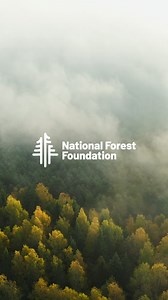 208K views · 160 reactions | The awe-inspiring beauty of National Forests is right in front of you, waiting to be found. Uncover the stories and secrets of these magical landscapes—together, we can protect them for future generations  | National Forest Foundation | Facebook