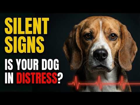 Silent Signs Your Beagle Is in Pain: Ears & Seizures