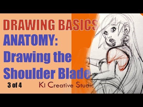 Drawing Basics - ANATOMY - How to Draw the Shoulder Blade (Scapula) 3 of 4