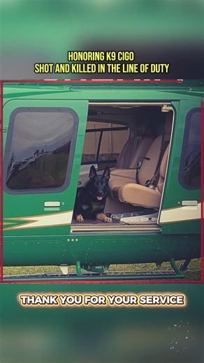 K9 Cigo Funeral After Shooting #respect #k9 #police #dog #farewell | K8 Hardy