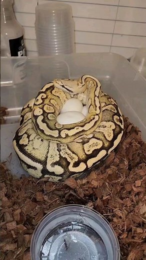How we incubate our ball python eggs 🐍🥚