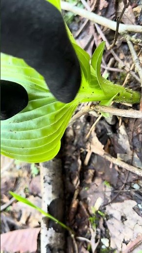 恐らくオオバギボウシ、その正体は？？🌱✨