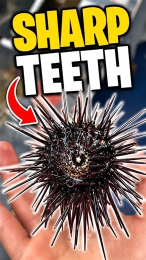This Animal Grinds Through Rock With Its Teeth 🪨