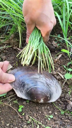 The wisdom of farmers: Using clam shells to cut chives