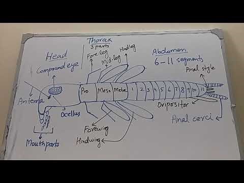 Insect external morphology - Entomology