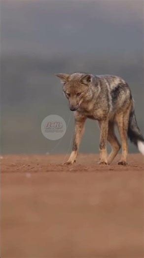 Jackal (सियार) Why Do Jackals Howl Like Crying? | Amazing Animal Facts | Neeraj Monitor