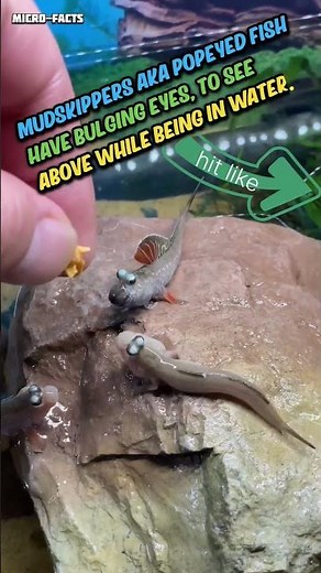 popeyed mudskipper microfacts